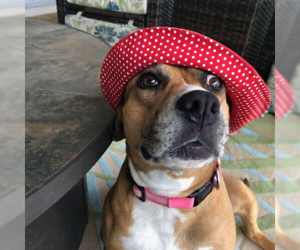 Medium Photo #5 Catahoula Leopard Dog-Unknown Mix Puppy For Sale in Tampa, FL, USA