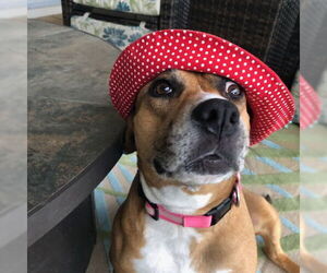 Peaches - F - Female Catahoula Leopard Dog-Unknown Mix Dog for Adoption - Photo #5