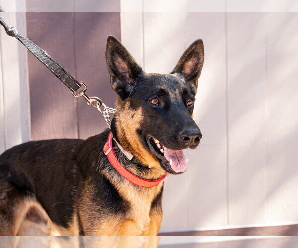 Medium Photo #12 German Shepherd Dog-Unknown Mix Puppy For Sale in Lake Forest, CA, USA