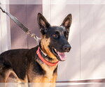 Small #11 German Shepherd Dog Mix