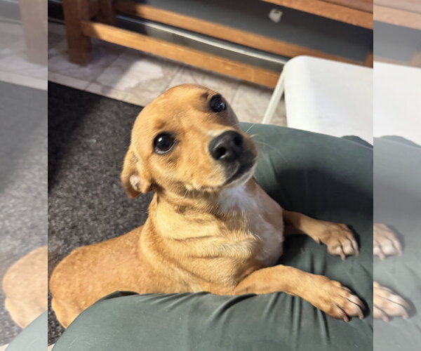 Medium Photo #1 Chihuahua-Unknown Mix Puppy For Sale in Leavenworth, KS, USA