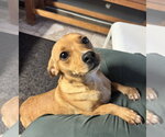Louise - Female Chihuahua-Unknown Mix Dog for Adoption - Small photo