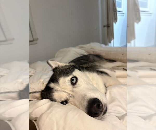 Medium Photo #2 Siberian Husky Puppy For Sale in Dana Point, CA, USA