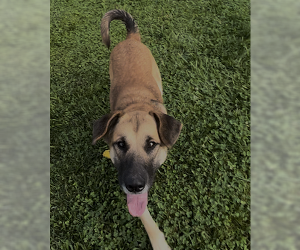 Medium Photo #9 German Shepherd Dog-Unknown Mix Puppy For Sale in Sistersville, WV, USA