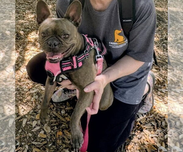 Medium Photo #2 French Bulldog Puppy For Sale in Spring Lake, NC, USA