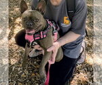Small #1 French Bulldog