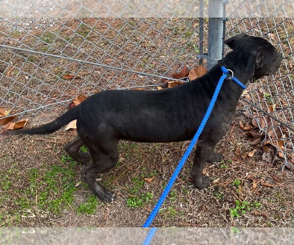 Medium Photo #3 Mutt Puppy For Sale in Tarboro, NC, USA