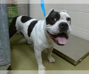 Bulldog Dogs for adoption in Moreno Valley, CA, USA