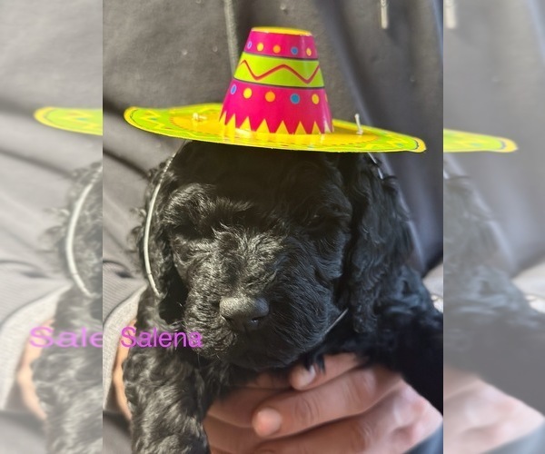 Medium Photo #1 Goldendoodle Puppy For Sale in TROY, IL, USA