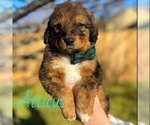 Puppy Atticus Bernedoodle