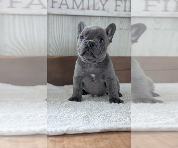 Medium Photo #35 French Bulldog Puppy For Sale in GOSHEN, IN, USA