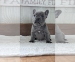 Small #1 French Bulldog