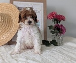 Puppy Ella Poodle (Miniature)