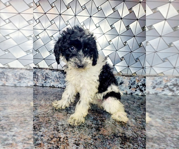 Medium Photo #2 Poodle (Toy) Puppy For Sale in GOSHEN, IN, USA