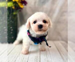 Bichon Frise Puppy for sale in ORO VALLEY, AZ, USA