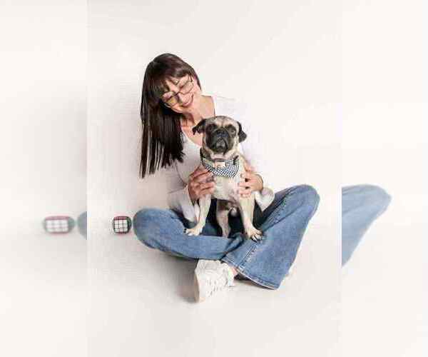 Medium Photo #3 Pug Puppy For Sale in Oak Bluffs, MA, USA