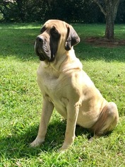 Father of the Mastiff puppies born on 06/22/2018
