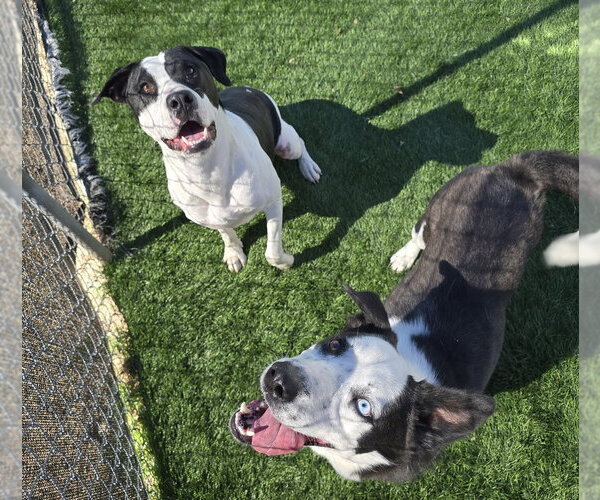 Medium Photo #2 Border Collie-Siberian Husky Mix Puppy For Sale in Lakewood, CO, USA