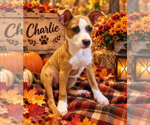Mutt Dogs for adoption in Ball Ground, GA, USA