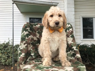 Labradoodle Puppy for sale in EAST EARL, PA, USA