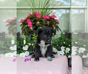 Australian Shepherd Puppy for Sale in ROCKY FACE, Georgia USA