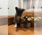 Puppy Mia Akita