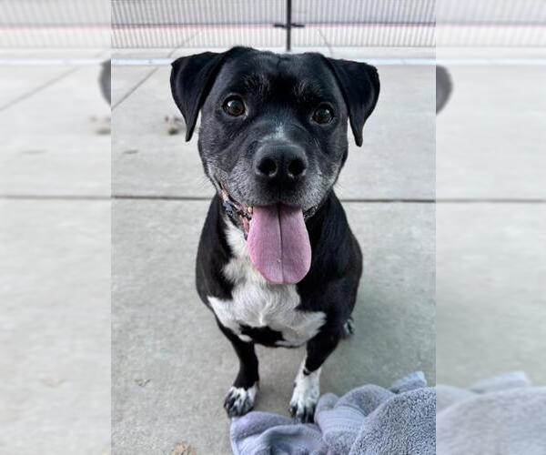 Medium Photo #1 American Pit Bull Terrier-Unknown Mix Puppy For Sale in Sacramento, CA, USA