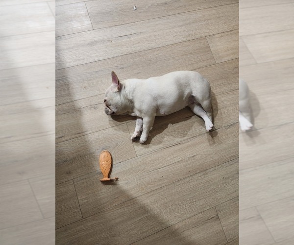 Medium Photo #1 French Bulldog Puppy For Sale in DANBURY, CT, USA