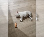 Small Photo #1 French Bulldog Puppy For Sale in DANBURY, CT, USA