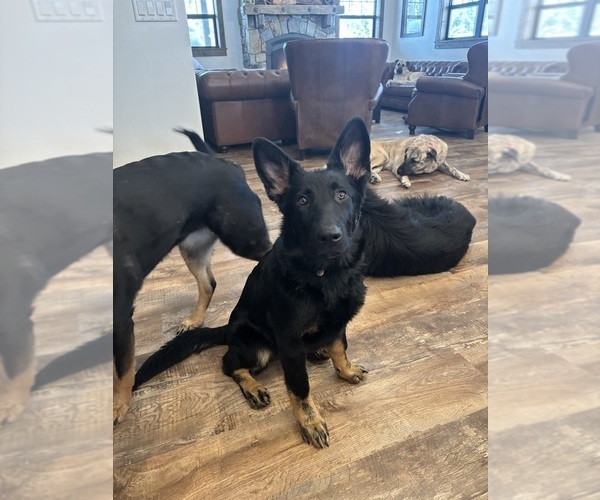 Medium Photo #4 German Shepherd Dog Puppy For Sale in LAKESIDE, MT, USA