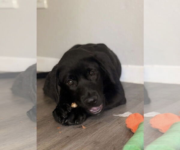Medium Photo #2 Labrador Retriever-Unknown Mix Puppy For Sale in The Woodlands, TX, USA
