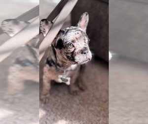 French Bulldog Puppy for sale in TAMPA, FL, USA