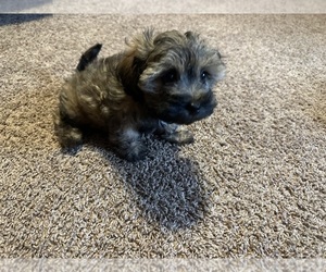Zuchon Puppy for sale in MADISON, OH, USA