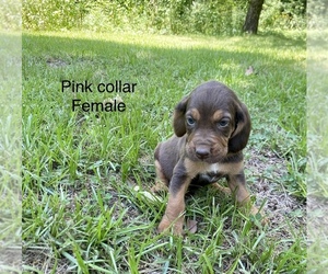 Bloodhound Puppy for Sale in WARRIOR, Alabama USA