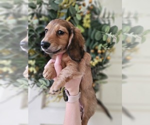 Dachshund Puppy for sale in OTTO, NC, USA