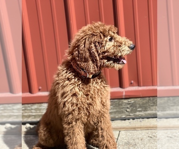 Medium Photo #3 Poodle (Standard) Puppy For Sale in DUNDEE, OH, USA