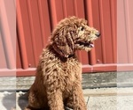 Small Photo #3 Poodle (Standard) Puppy For Sale in DUNDEE, OH, USA