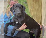 Small #3 Weimaraner Mix