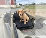 Puppy Sabrina Labrador Retriever