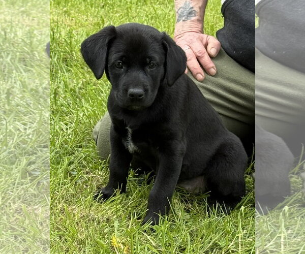 Medium Photo #6 Labrador Retriever-Unknown Mix Puppy For Sale in Stevens Point, WI, USA