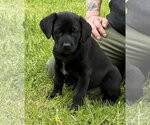 Small #5 Labrador Retriever Mix