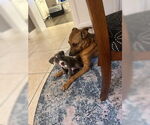 Small #3 American Staffordshire Terrier Mix
