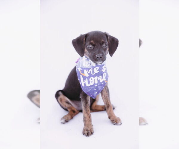 Medium Photo #2 Chiweenie Puppy For Sale in Princeton, MN, USA