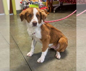 Mutt Dogs for adoption in Minneapolis, MN, USA