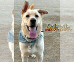 Small #2 Shepradors