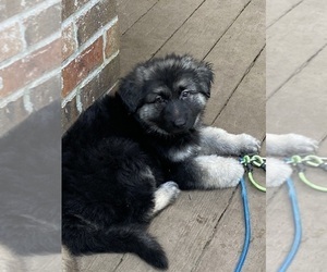 German Shepherd Dog Puppy for sale in COTTAGEVILLE, SC, USA