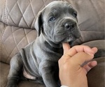 Puppy 2 Cane Corso