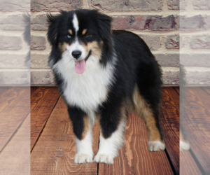 Miniature American Shepherd Puppy for sale in GARYSBURG, NC, USA