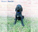 Small #5 Australian Shepherd-English Cream Golden Retriever Mix