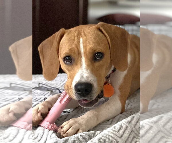 Medium Photo #4 Beagle-Unknown Mix Puppy For Sale in Dunnellon, FL, USA